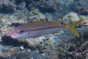 魚類品種|魚類図鑑｜魚類の生態・特徴・分布｜目に見えるいき 